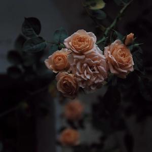 欧美美女另类性无四肢人
